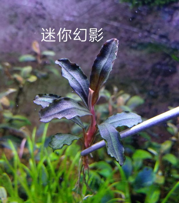 水草 Bucephalandra .sp mini phantom 辣椒榕/神秘草~迷你幻影Bucephalandra sp. 