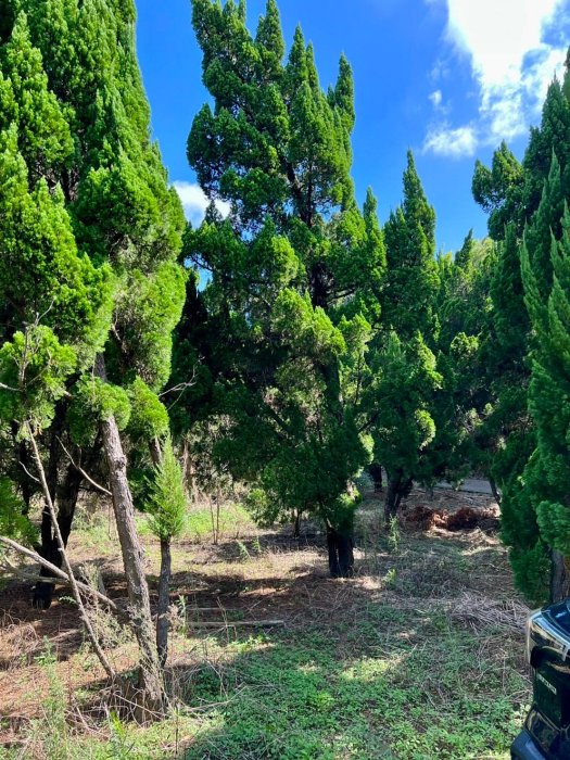 🌴旭昇景觀樹園藝行】大型龍柏樹高度6-7米.米徑20-30公分，桂花真柏黑