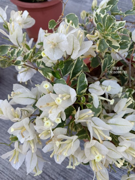 雪皇后 頂上花藝