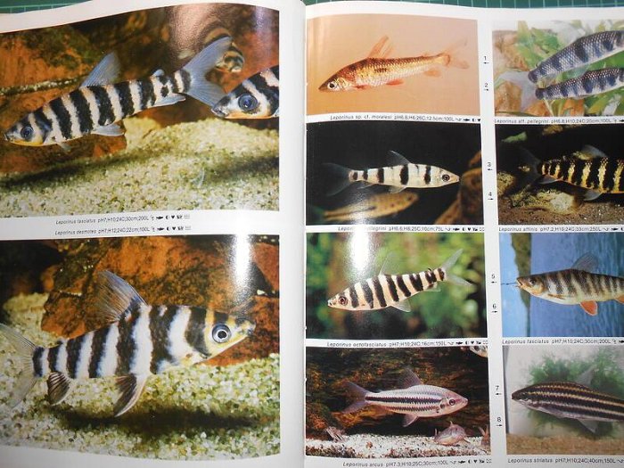 多種品種精美絕倫的特寫~《淡水觀賞魚中文版第四版~DR. AXELROD'S