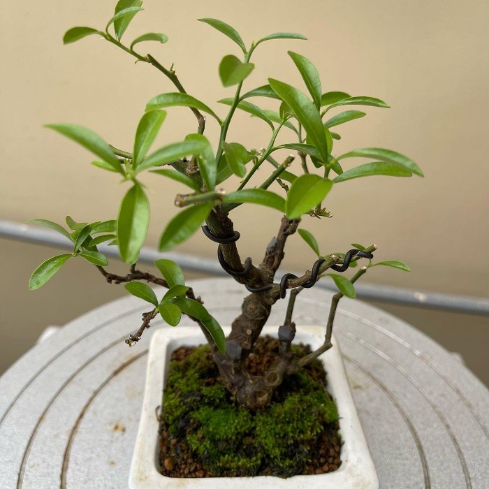 伊藤盆栽-日本小品金豆/雙幹母子樣樹型/黑松/五葉松/真柏/羅漢松/金豆