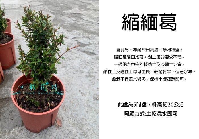 心栽花坊-縮緬葛/素材/5吋盆/綠籬植物/綠化環境/售價360特價300
