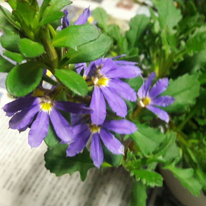 花花世界_季節花卉* 紫扇花(不挑花色) *6吋吊盆/高10-15cm/四季