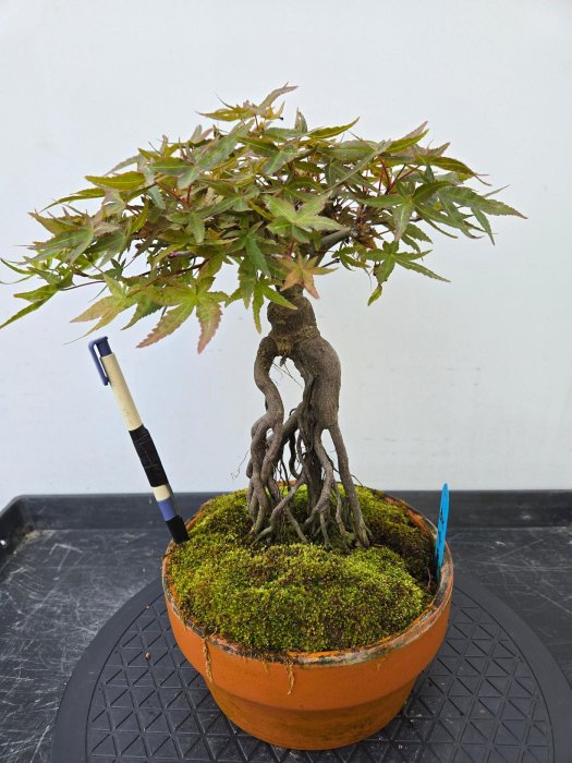 盆栽　楓　樹高30cm 楓 1点もの No.567の盆栽を販売｜はじめては盆栽妙 – 盆栽妙 本店