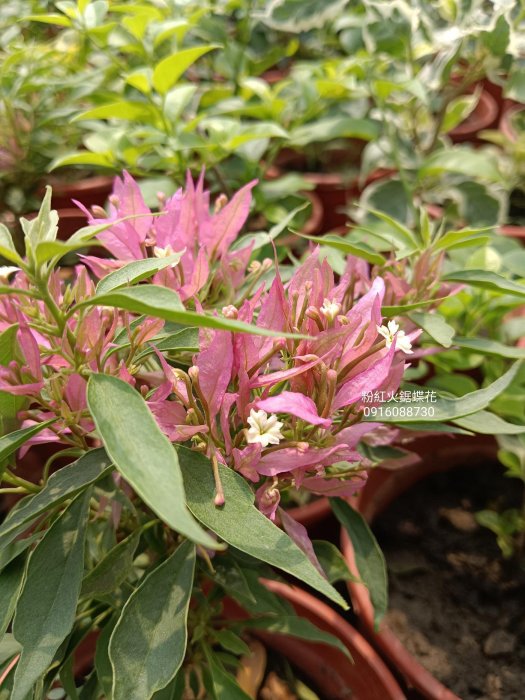 粉紅火鋸蝶花 頂上花藝