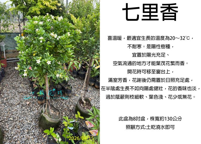 天然時代木 希少 横長 奥細 花梨 玉杢 瘤 四足 花台 香台 盆栽台 50㎝ 心栽花坊-七里香/四季香/月橘/棒棒糖造型/8吋/造型樹/綠化植物/綠籬