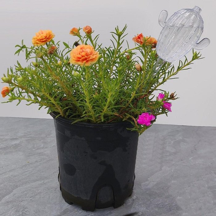 【珍愛頌】N155 仙人掌澆花器 滴水器 滲水器 懶人自動澆花器 自動補水器 多肉澆水器 自動澆花器 滴管澆水器 灌溉器