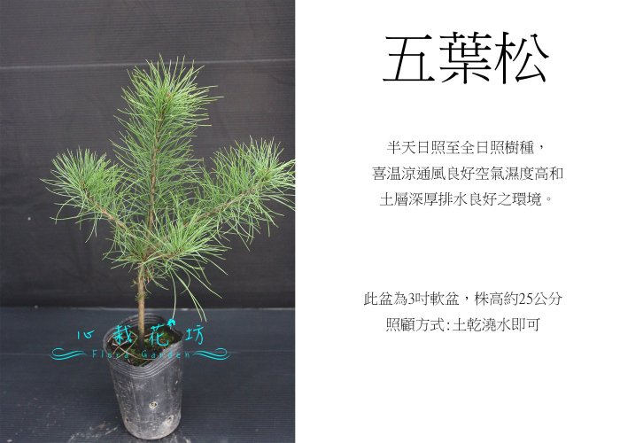 五葉松盆栽！ 心栽花坊-五葉松/3吋盆/綠化植物/綠籬植物/松/杉/柏/檜/售價80特價70