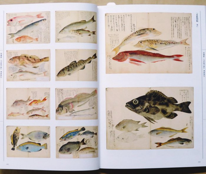 江戶の圖譜魚(平裝) 日本畫魚譜狩野博幸| Yahoo拍賣