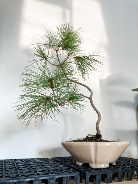 溫栽｡weplant∥五葉松文人樹型觀葉塊根植物陶瓷盆器擺飾居家綠化畢業