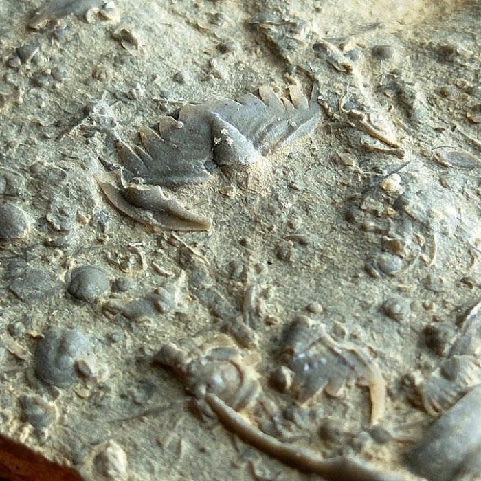 化石三葉蟲化石燕子石山東蟲化石（尾部）球結子2 | Yahoo拍賣