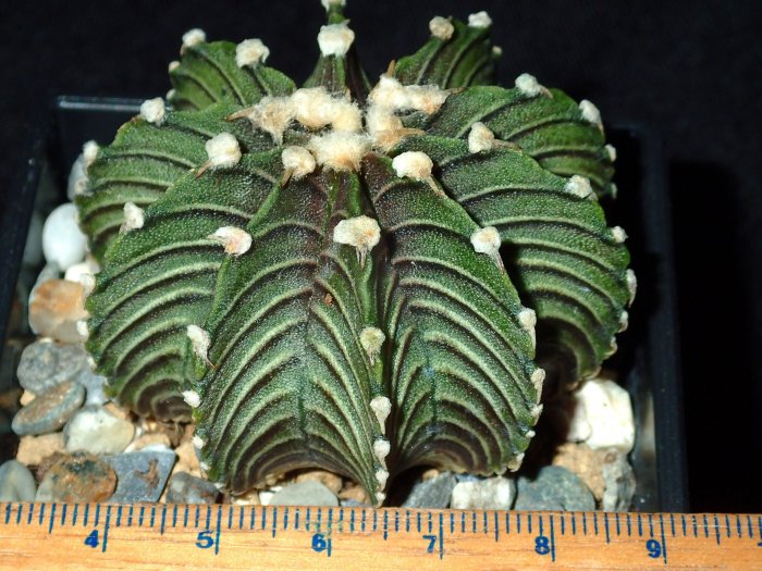 仙人掌 綠巨人仙人掌】VOS1241 #1 | Yahoo拍賣