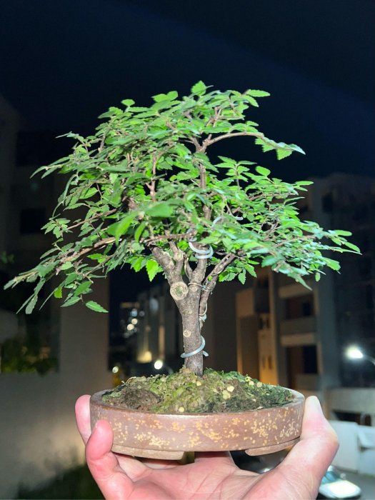 櫸木日本平安虹泉梨皮紫砂盆| Yahoo拍賣