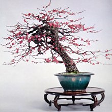 五葉松盆栽-優惠推薦2026年5月| Yahoo拍賣