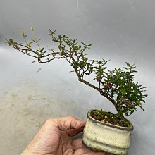 縮緬葛（小品盆栽） 陶樹坊】日本縮緬葛(小品) | Yahoo拍賣