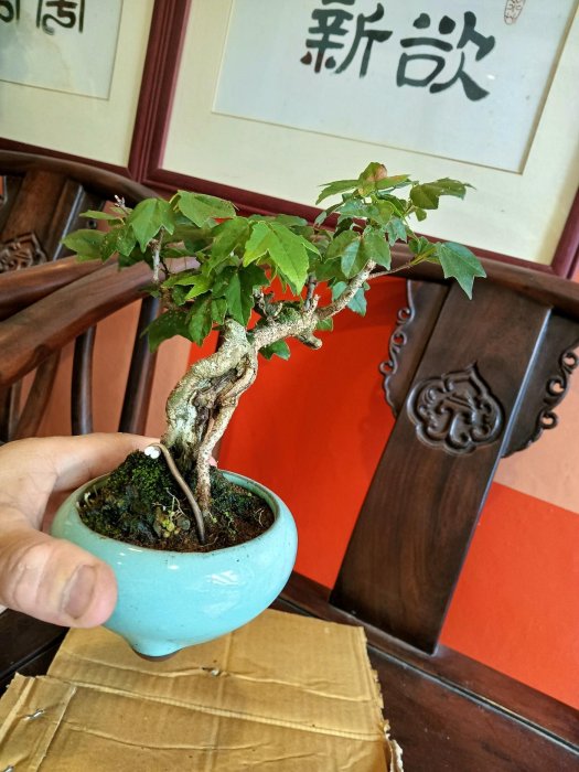 山採5公分老粗頭造型漂亮銀楓樹，小品盆栽屬於最好種植的楓樹品種之一