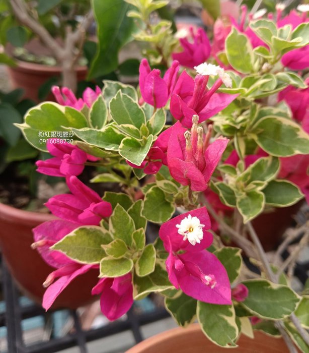 粉紅銀斑麗莎 頂上花藝