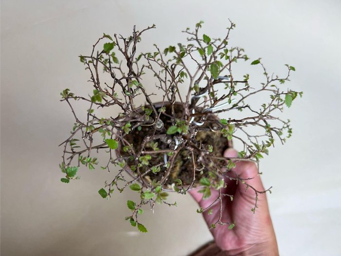 831.虹泉 紫釉抚角段足長方 盆栽鉢 植木鉢 16.8*13.3*4cm Amazon.com: MUZHI 9 英吋(約22.9 公分)盆景盆景花盆附濕度排水
