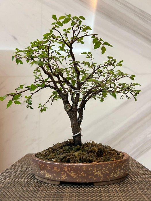 831.虹泉 紫釉抚角段足長方 盆栽鉢 植木鉢 16.8*13.3*4cm Amazon.com: MUZHI 9 英吋(約22.9 公分)盆景盆景花盆附濕度排水