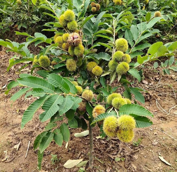黃金板栗盆栽+6吋袋大苗 大果新品種Grafted Tree 已幫你養到落葉了(大.小.苗都有)黃金板栗 糖炒栗子 夏威夷果 | Yahoo拍賣