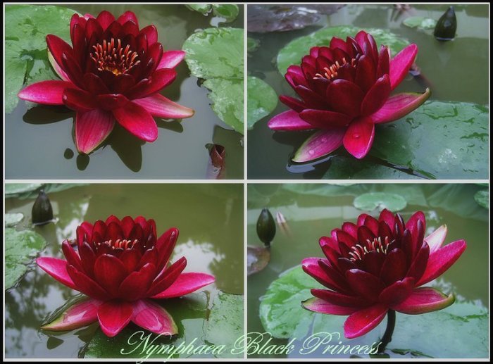 水世界蓮花~耐寒系睡蓮頂級進口黑觀音之㊣ 黑色公主(成株) | Yahoo拍賣