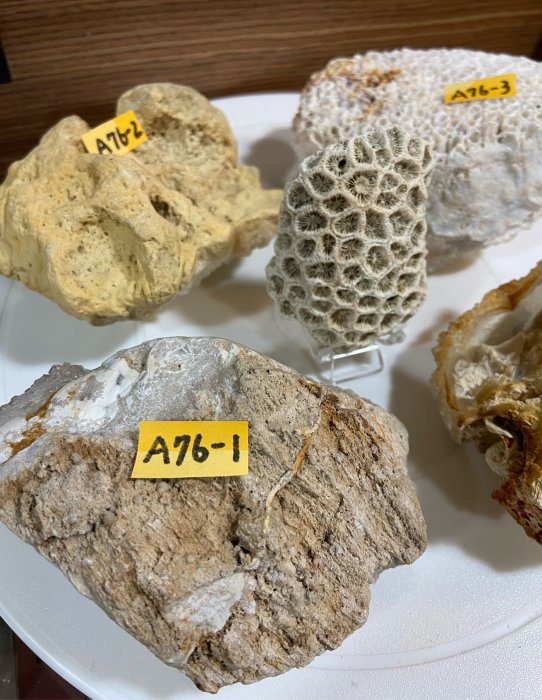 嚴選超稀有天然晶石珊瑚水晶原礦收藏標本笙珊瑚石殼蜂窩管珊瑚| Yahoo拍賣