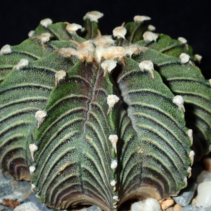 綠巨人仙人掌】VOS1241 #1 | Yahoo拍賣