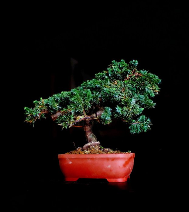 盆栽【杜松】②