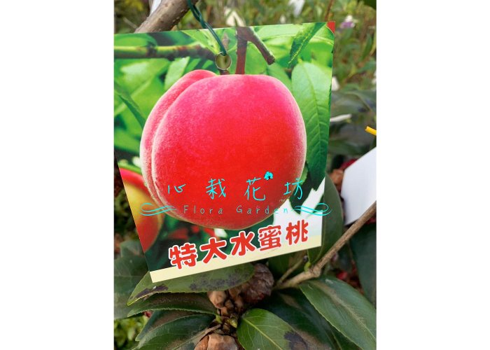 心栽花坊-特大水蜜桃/平地可栽種/期間限定/水蜜桃品種/10吋盆/嫁接苗/水果苗/觀花植物/售價1200特價1000 | Yahoo拍賣