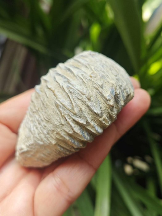 馬達加斯加以大天然牡蠣化石，螺旋紋路清晰，玉化佳，重量93公克，適合 