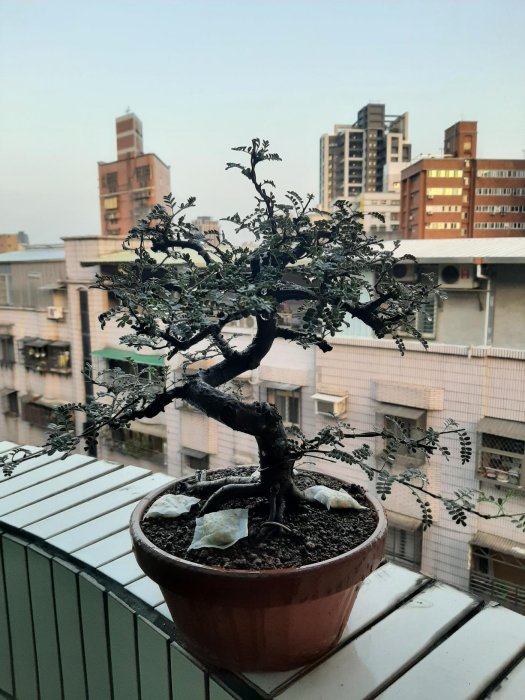 日本磯山椒，中品，盆栽，特價，樹高不含盆約32公分，樹幅約38公分，樹