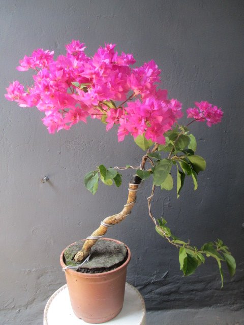 九重　盆栽 九重五葉松 大品盆栽 樹齢40年の一点物盆栽を販売｜盆栽妙 – 盆栽妙 本店