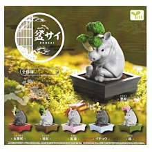 杜松盆栽-優惠推薦2025年11月| Yahoo拍賣