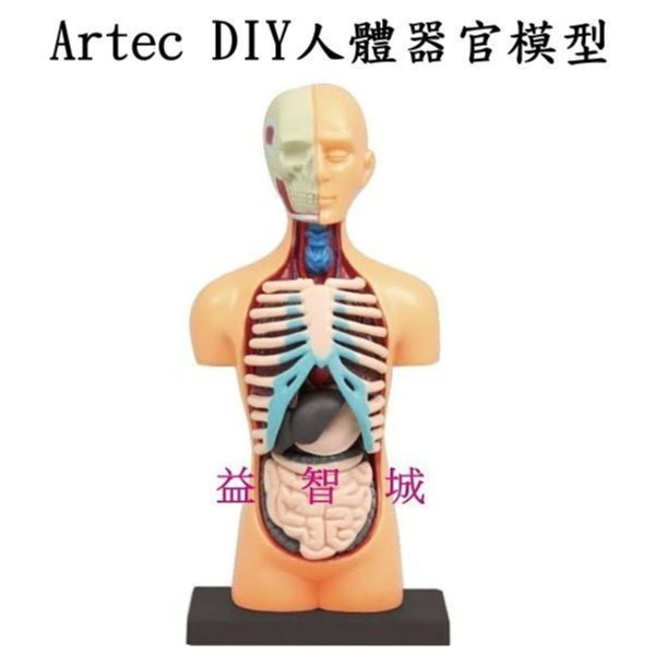 人体模型 可扎针经络人体模型全身穴位经络教学中医针灸学习训练模型