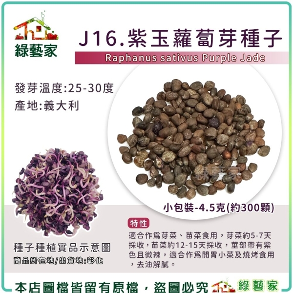 【綠藝家】J16.紫玉蘿蔔芽種子4.5克(約300顆)