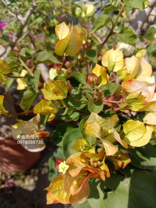 金色陽光 頂上花藝