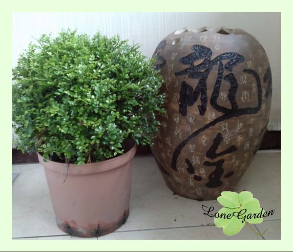 長榮~~【細葉七里香】圓球型φ30cm 月橘芸香科植物庭園灌木香花植物