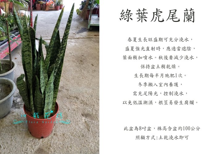 心栽花坊-綠葉虎尾蘭 綠葉虎皮蘭 7吋盆 綠化植物 室內植物 觀葉植物 售價500 400