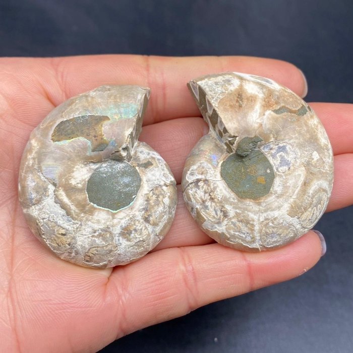 嚴選馬達加斯加菊石切片化石，對開展示天然雙色玉縫合線，尺寸4.85cm