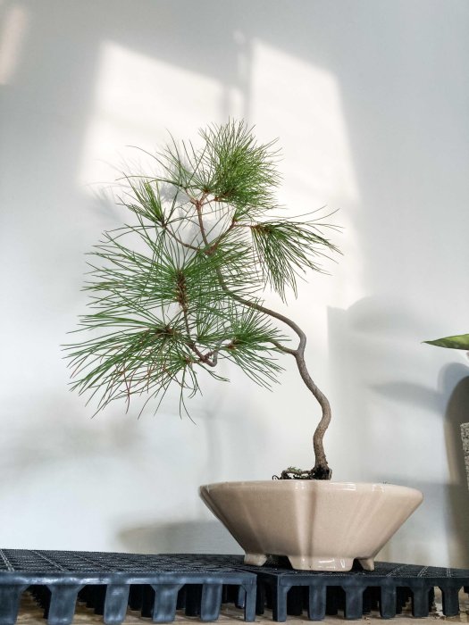 溫栽｡weplant∥五葉松文人樹型觀葉塊根植物陶瓷盆器擺飾居家綠化畢業