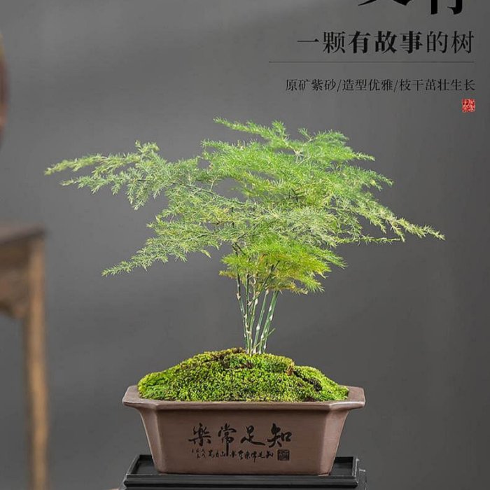 精品紫砂文竹盆栽復古綠植盆景盆長方形室內客廳桌面禪意盆帶托盤
