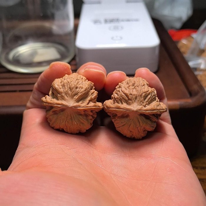 昌平悶尖獅子頭，34尺，山地果，全品無修，骨質棒，編號25052605，一物