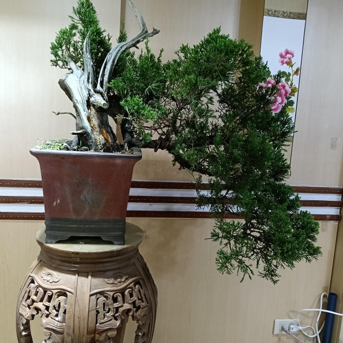 貴風 糸魚川真柏盆栽】 ⭕石付き懸崖の自生再現❗ SALE，100%