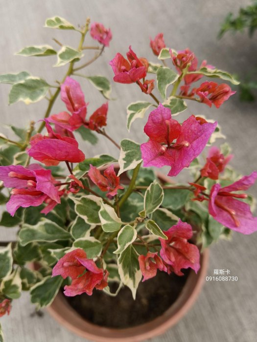 斑葉羅斯卡 頂上花藝