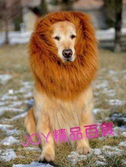 狗狗獅子假髮/寵物獅子頭套/JOY精品百貨推薦| Yahoo拍賣