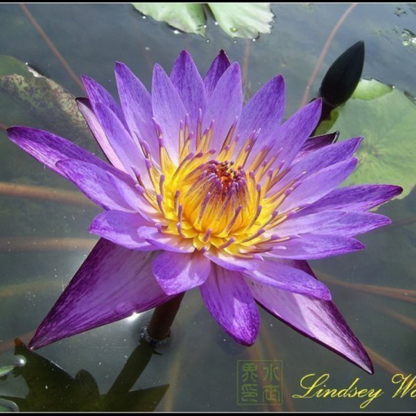 蓮花 水世界蓮花~國際精品熱帶系子母蓮香水蓮Lindsey Woods 林西伍茲(全年帶