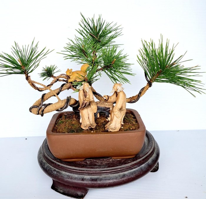 賞心悅目] 三河黑松盆栽| Yahoo拍賣