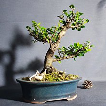 皐月・大盃（おおさかずき）】｜中品盆栽多幹樹形 樹高約38cm