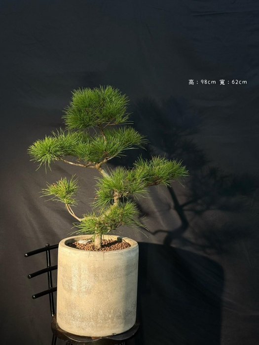 貴風盆栽五葉松 貴風盆栽五葉松 貴風盆栽五葉松 五葉松 [模様木] 貴風盆栽