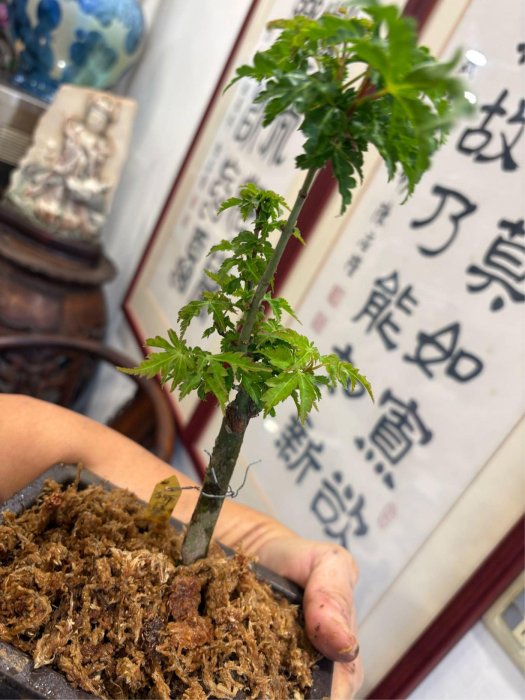 日本紅楓樹小品盆栽名字叫做獅子頭！造型漂亮，好種植喜歡半日照